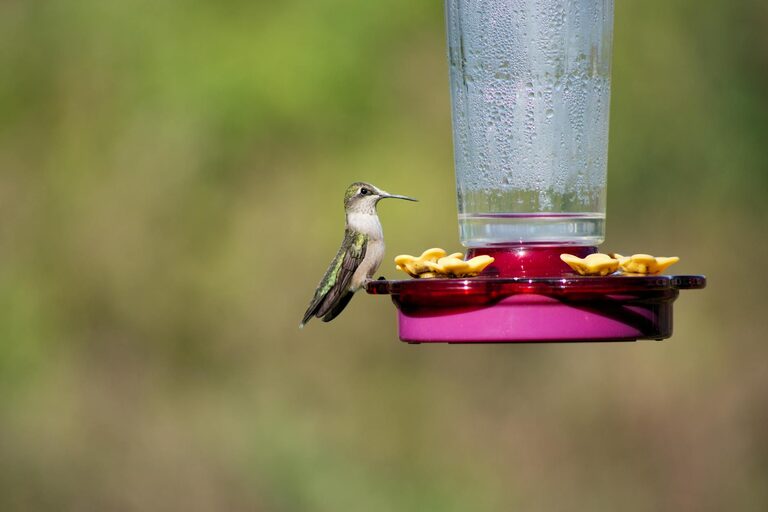 Beginner Tips for Backyard Birdwatching: A Simple Guide to Getting Started